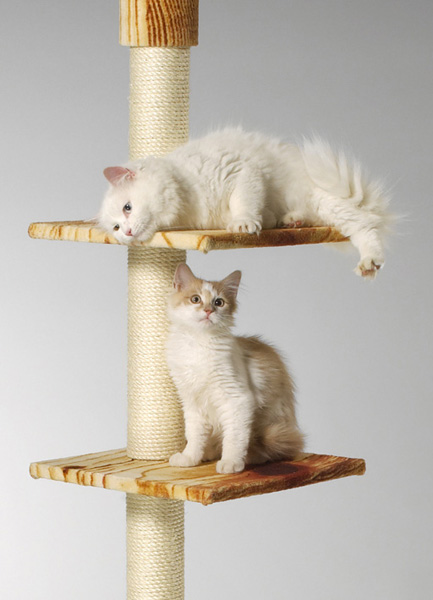 Cosma und Kajo Chin.jpg